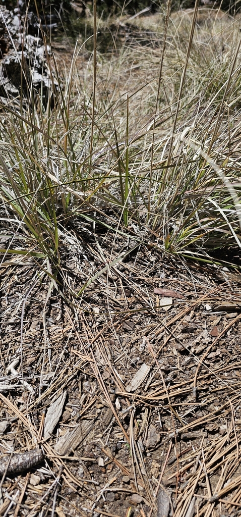 deergrass from Idyllwild-Pine Cove, CA, USA on April 10, 2024 at 12:31 ...