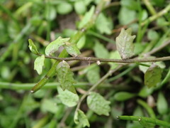 Centipeda cunninghamii