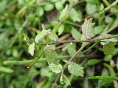 Centipeda cunninghamii