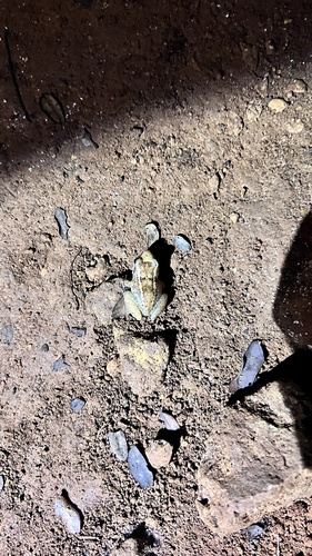 Bahamian Flat-headed Frog, Eleutherodactylus rogersi