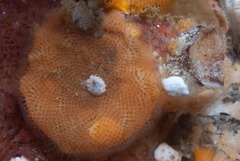 Notomegabalanus algicola