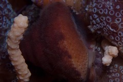 Alcyonidium nodosum