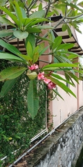 Plumeria rubra