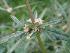 Alternanthera nahui
