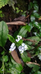 Trigonotis formosana