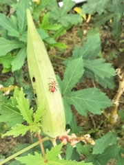 Dysdercus cingulatus