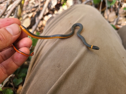 iNaturalist observation photo of Ring-necked Snake