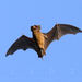 Mexican Free-tailed Bat - Photo (c) JABZ, some rights reserved (CC BY-NC)
