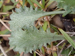 Eryngium vesiculosum