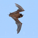 Mexican Free-tailed Bat - Photo (c) JABZ, some rights reserved (CC BY-NC), uploaded by JABZ
