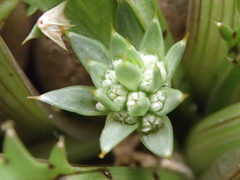 Eryngium vesiculosum