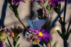 Eicochrysops messapus