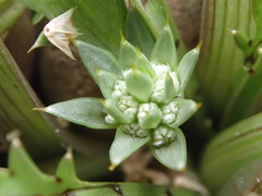 Eryngium vesiculosum