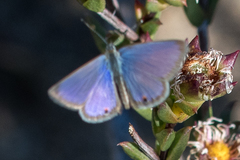 Eicochrysops messapus