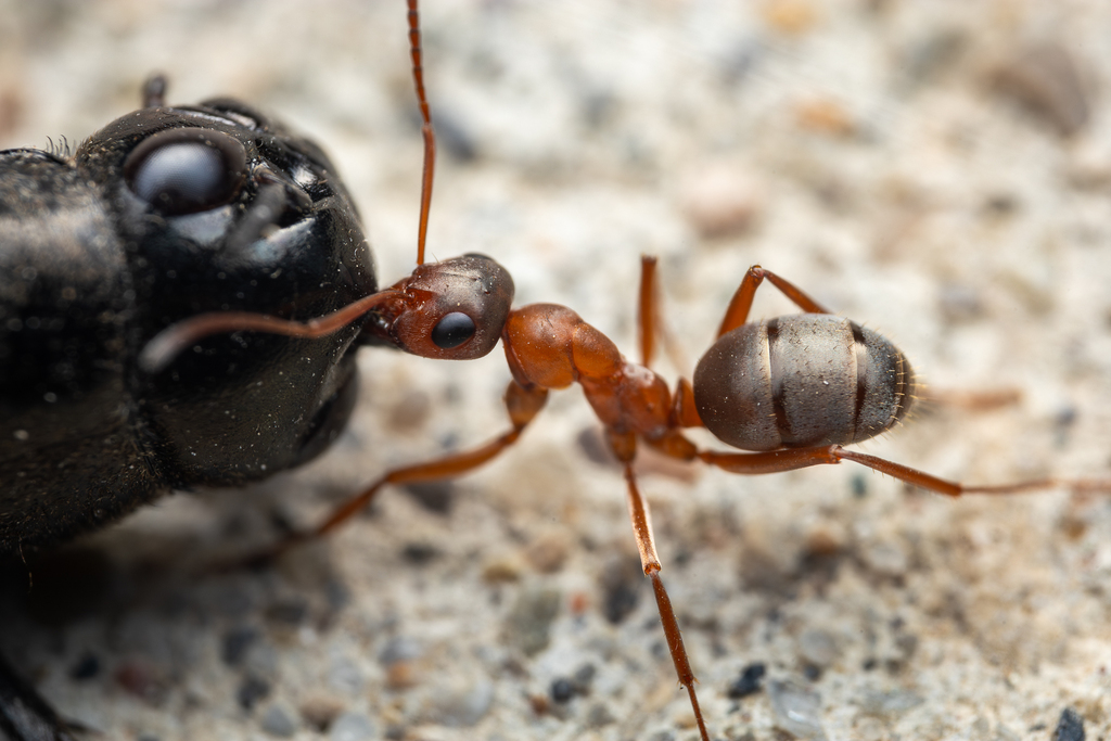 Bright Mound Ant