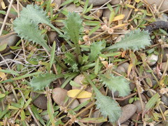 Eryngium vesiculosum
