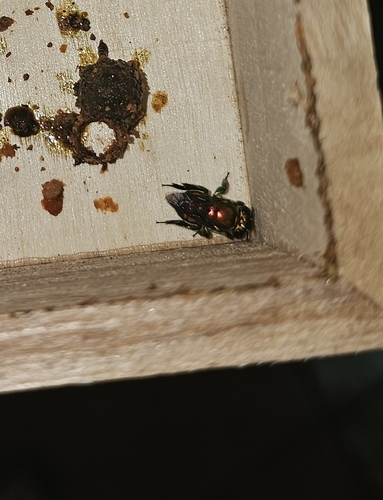 Half-green Orchid Bee