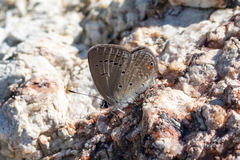 Eicochrysops messapus