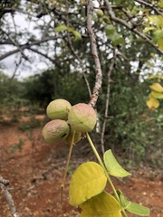 Commiphora edulis