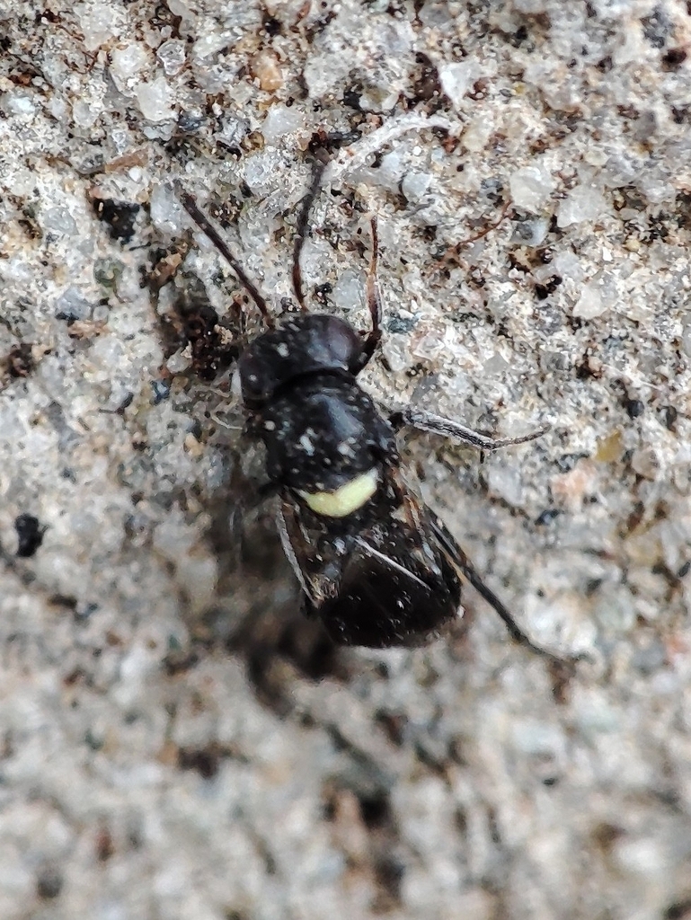 Encyrtus infidus from 47042 Cesenatico FC, Italia on April 10, 2024 at ...