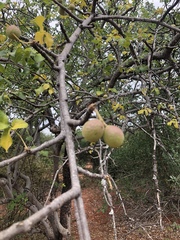 Commiphora edulis