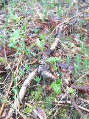 Rubus idaeus strigosus