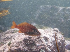 Chirodactylus brachydactylus