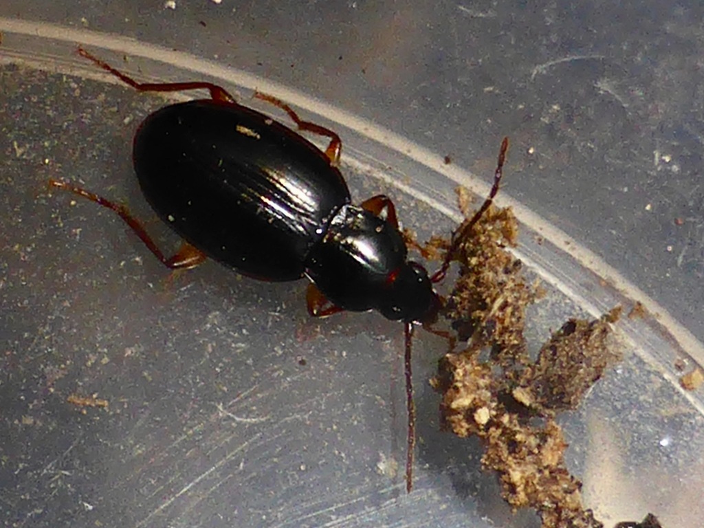 Oopterus laevicollis