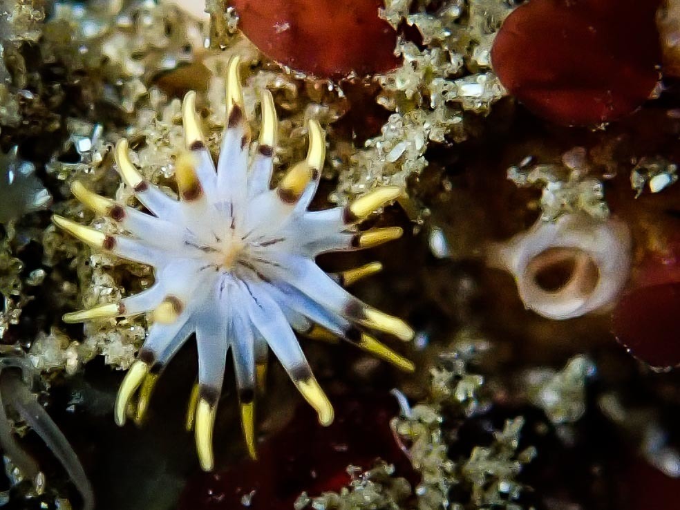 Halianthella