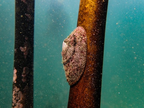 Cymbula compressa (Linnaeus, 1758)