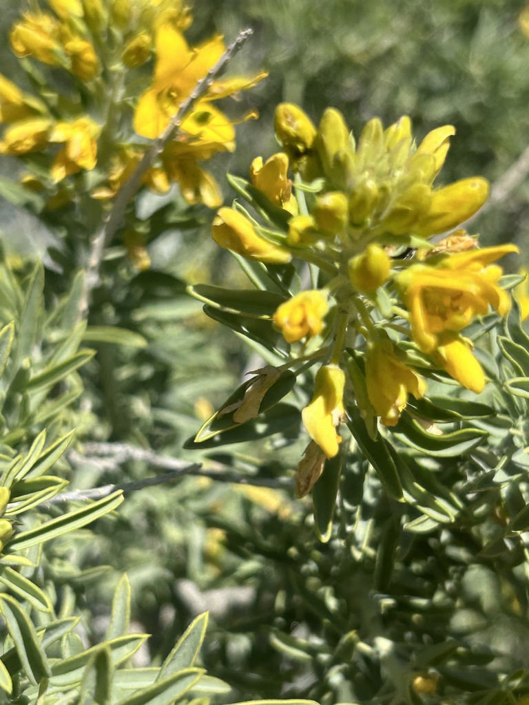 Bladderpod from Sand to Snow National Monument, Whitewater, CA, US on ...