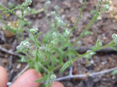 Cryptantha pterocarya