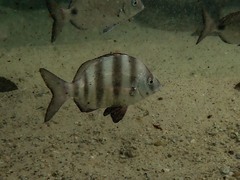 Diplodus hottentotus