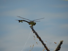 Sinictinogomphus clavatus