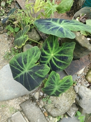 Caladium