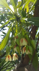 Elaeocarpus grandiflorus