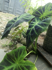 Caladium