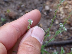 Cryptantha pterocarya