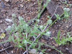 Cryptantha pterocarya