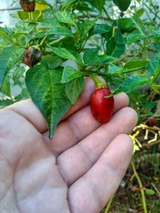 Capsicum baccatum