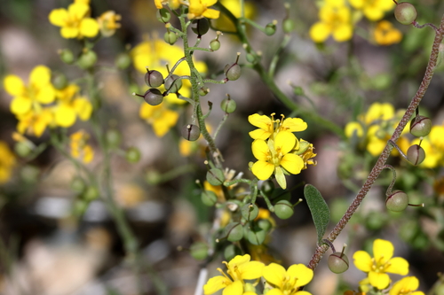 Image of Physaria gordonii by (c) Isaac Ethington, some rights reserved (CC BY)