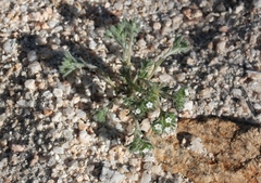 Eremocarya micrantha