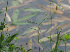 Tetragnatha keyserlingi
