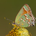 Callophrys gryneus - Photo (c) Greg Lasley,  זכויות יוצרים חלקיות (CC BY-NC), uploaded by Greg Lasley