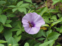 Rhynchium