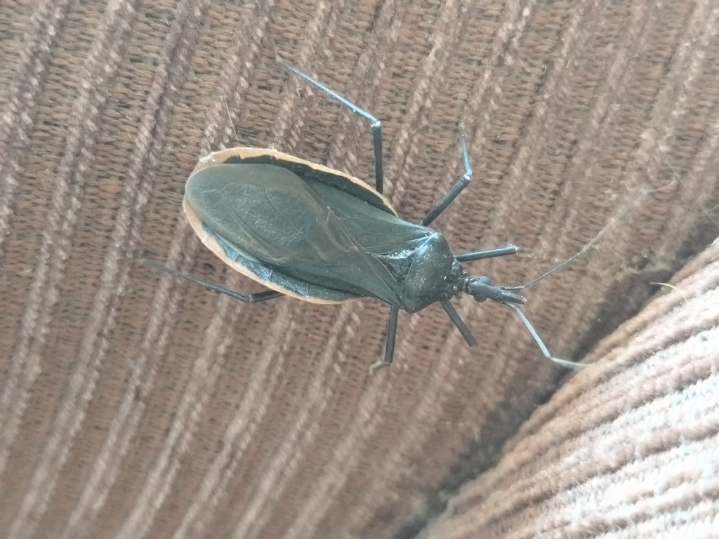 Triatoma recurva