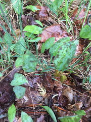 Erythronium americanum