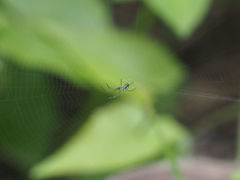 Leucauge celebesiana