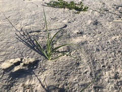 Thinopyrum distichum