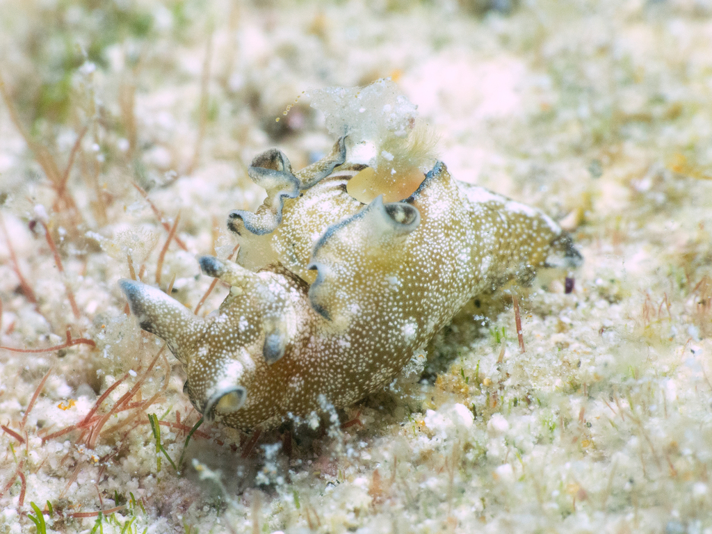 White-spotted Sea Hare